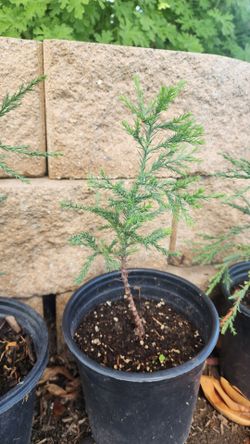 Young Giant Sequoia