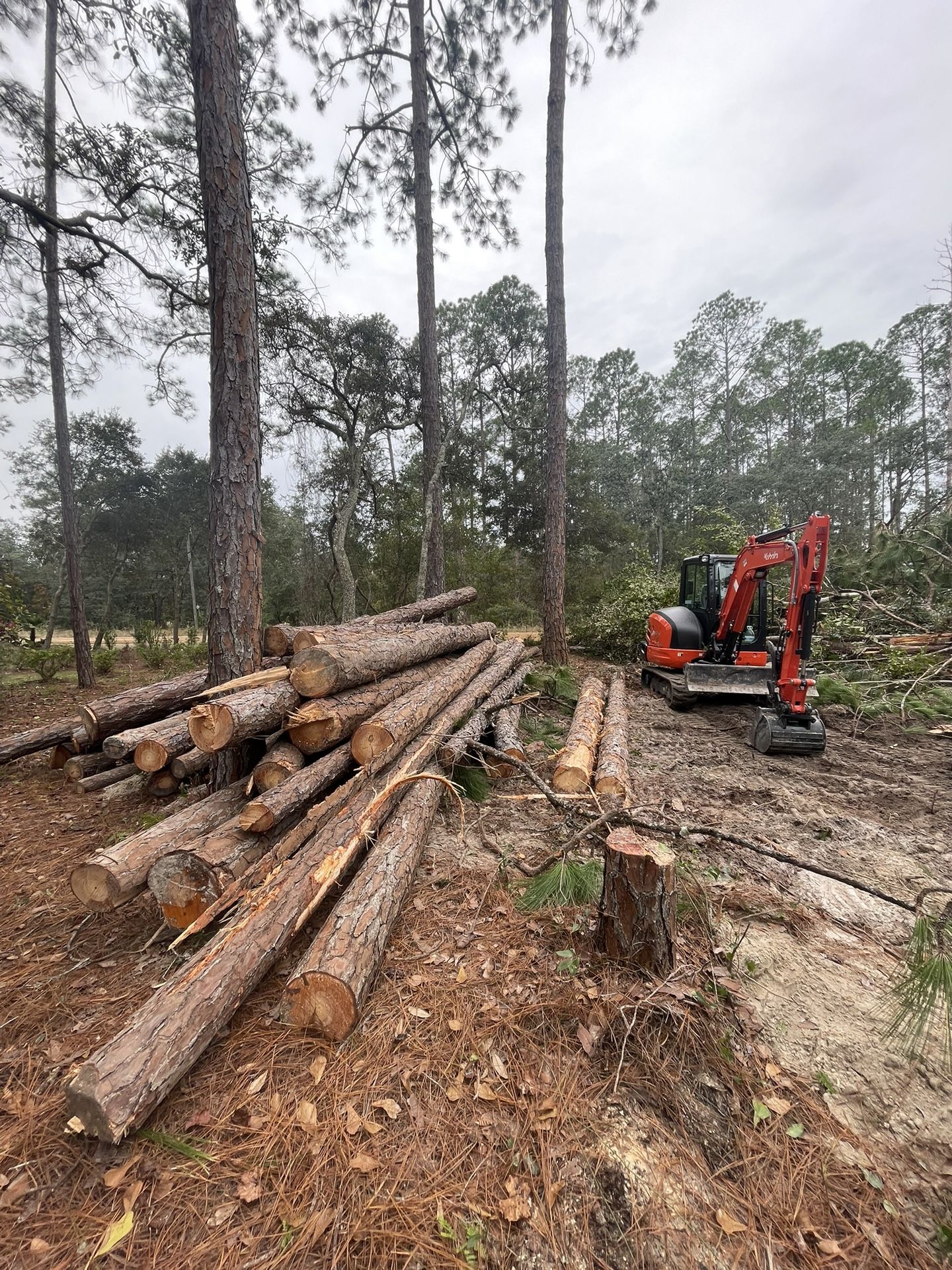 Tree Clearing