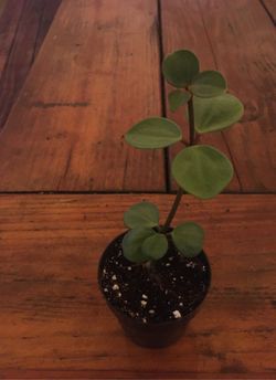 Pepperomia Hope