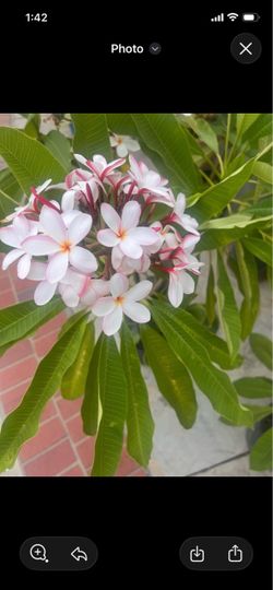 Plumeria