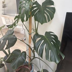 Monstera Cuttings 