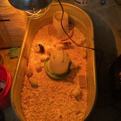 Eggs, Eggs ,eggs, Chikiens 