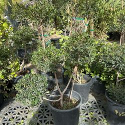 Eugenia Bonsai Topiary 