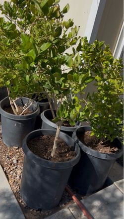 Wax Leaf Privet Trees/ Bushes – 15 Gallon-4-5Ft Tall