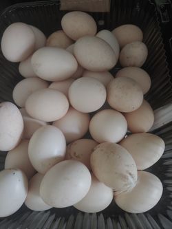 Fresh Organic Farm Eggs