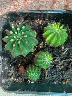 Easter Lily cactus-Echinopsis