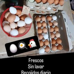 Fresh Farm Eggs / Huevos Fresco 