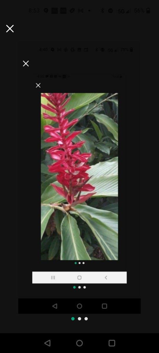 Red Ginger Escape Plan Flowering Plant Potted Plant