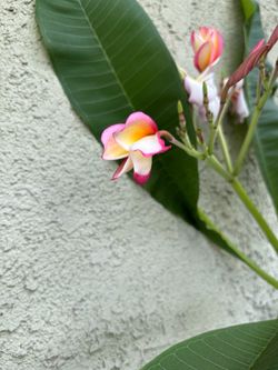 Plumeria plant