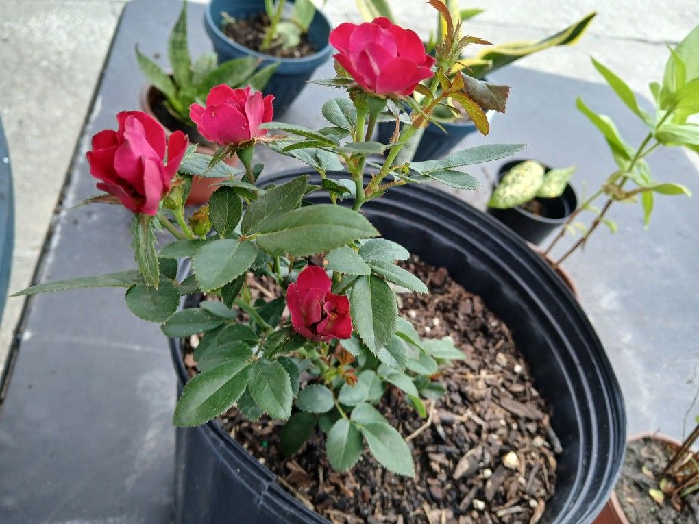 Dwarf Roses for Sale in Lakeland, FL - OfferUp