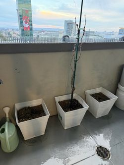 Plant container patio