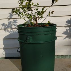 Blueray Blueberry Plant 