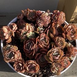 Succulent, Echeveria Suyon  🛑🛑ONLY ONE AVAILABLE 🛑🛑