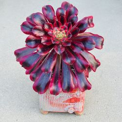 Succulents plants （Aeonium Medusa Rare Succulent）