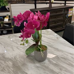 2 Stem Orchid
