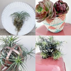 One Of A Kind Air Plant Thilandsia Geo BALL deco Living Wall JUMBO Air Plant Real Moss Decor Indoor Outdoor Pl