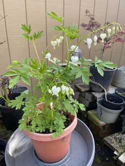 Bleeding Heart Plant