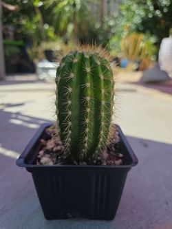 Trichocereus cactus