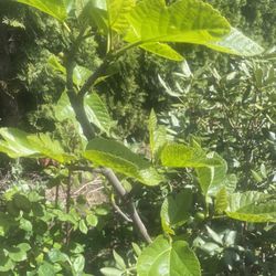 Fig Plant Planta De Higo 