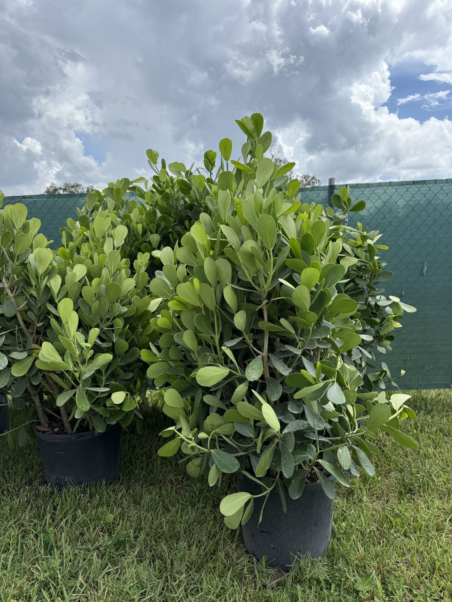 Clusia For Sale Near Me