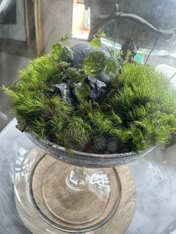❤️Bioactive Lush Moss Terrarium In Crystal Coupe Glass❤️