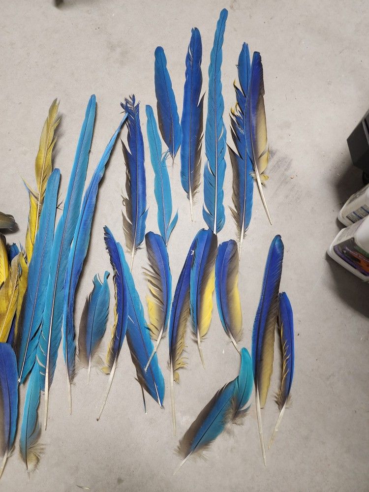 Macaw Feathers