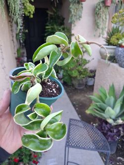 Variegated Hoya Hindu Rope Compacta Plant $28