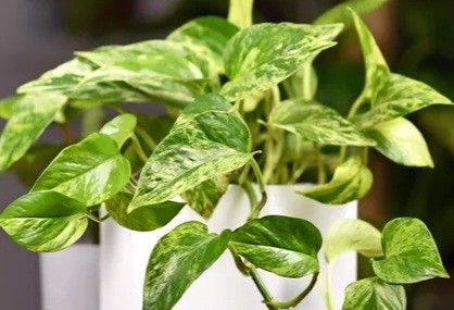 High Variegation Money Plant/ House Plant/ Indoor Plant Flower Patio Garden