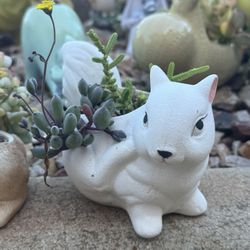 Squirrel Planter 🐿️ 🤍- Succulents Included!! 🪴 