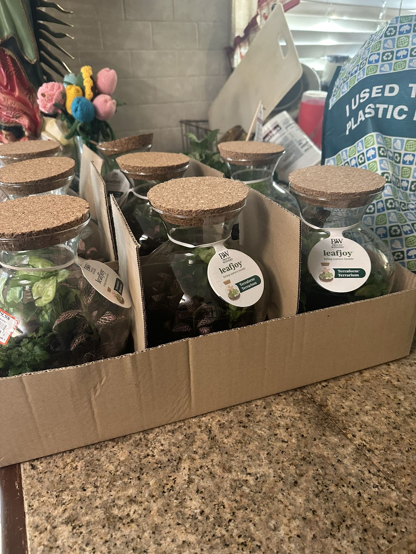 plants