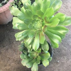Aeoniums