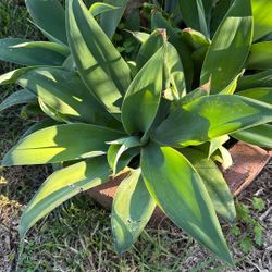 Agave Succulent 