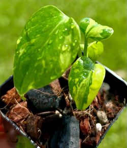 Monstera electrolyte variegated plant
