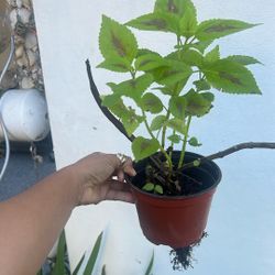 Coleus Plant Available 