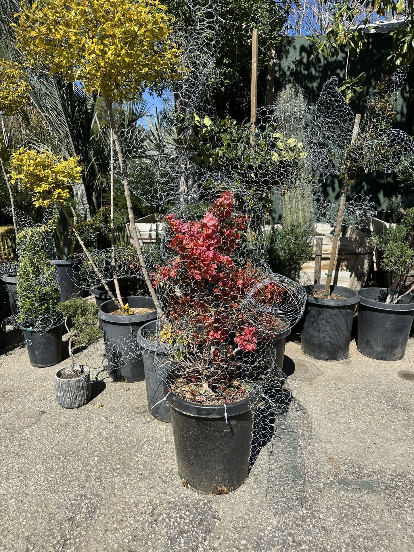 Elephant Topiary Bonsai