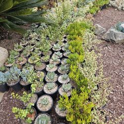 Assorted Succulents In 1 Gallon Pots For $4