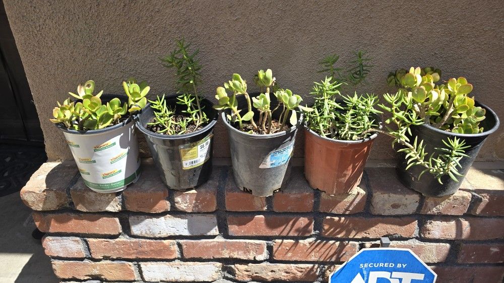 Plants