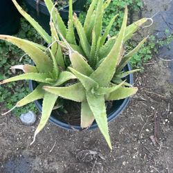 Aloe Vera