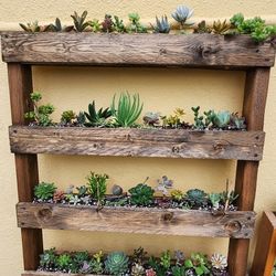 Succulent Pallet 