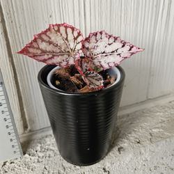 Begonia Rex Silver White/Silver Splash Plant