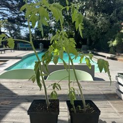 Tomato and cactus sale
