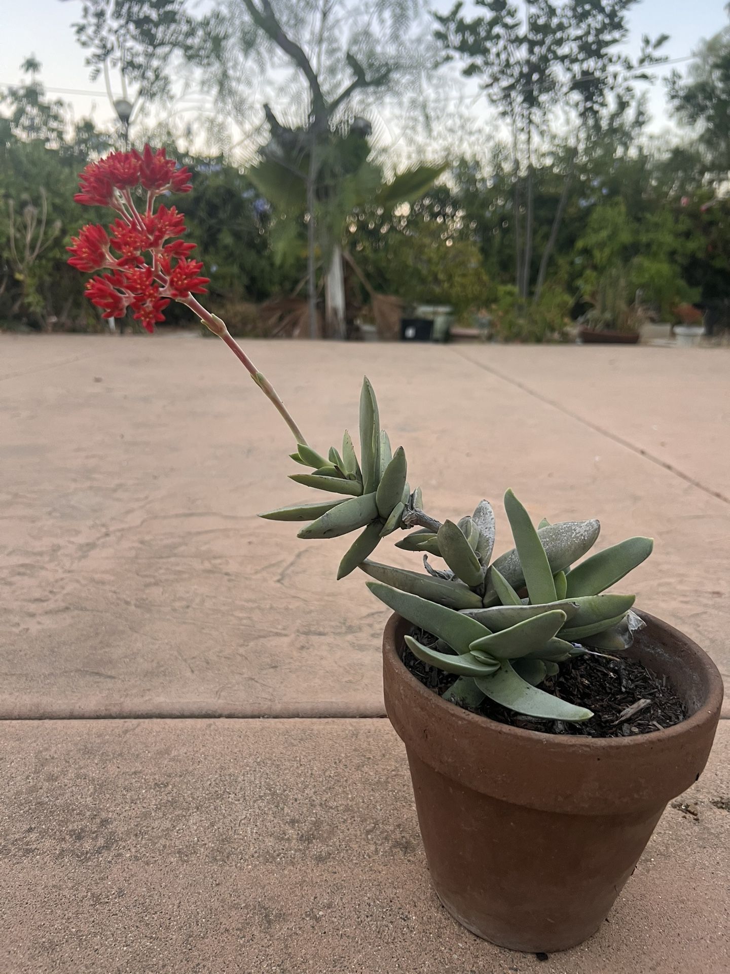 Variety Succulents On Sale $5.0