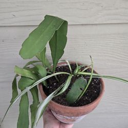 $5.00 Plant w/plant pot