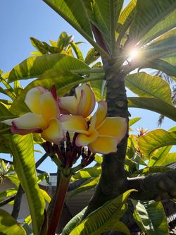 Plumeria plant  from 20 up 25 3 available