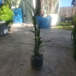 Tiger tooth /  Climbing aloe Vera