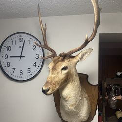 Decorate Deer Tail White 