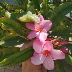 Pink Plumeria Cuttings