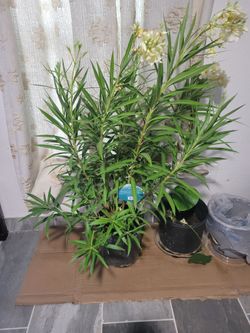 Yellow Oleander 3 gallon 48" grown