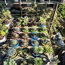Succulent Plants 