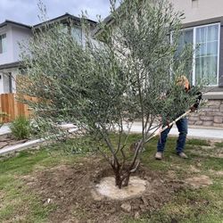 Swan Hill variety fruitless olive trees for sale